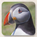 Suche nach papageientaucher untersetzer Vogel