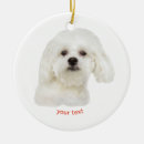 Recherche de bichon maison deco Maltais