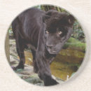 Recherche de panthère dessous de verres Animal