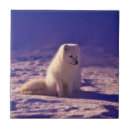 Recherche de renard carreaux Faune