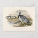 Suche nach goose postkarten Tierwelt
