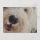 Recherche de fureur cartes postales Chien