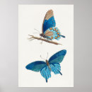 Recherche de illustration papillon posters Botanique