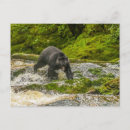 Recherche de ours cartes postales Colombie britannique