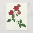 Suche nach vintage rote rosen postkarten Blume