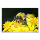 Recherche de fleurs noires et blanches posters Nature