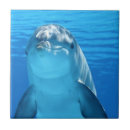 Recherche de dauphins carreaux Mignon