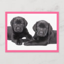 Suche nach labrador retriever postkarten Welpen