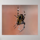 Recherche de araignée noire posters Nature