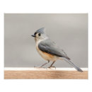 Recherche de aves posters Animal