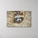 Suche nach waschbär leinwandbilder Wildtiere