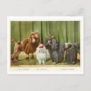 Recherche de caniche français cartes postales Dog