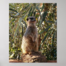 Recherche de suricate posters Suricata