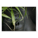 Suche nach berggorilla postkarten Primat