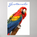 Recherche de perroquet vert posters Macaw