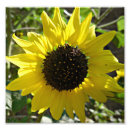 Suche nach annuus Sonnenblume