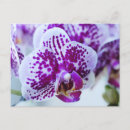 Suche nach orchideen postkarten Weiß