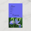 Recherche de iris pourpre Photographie florale