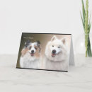 Suche nach sheltie karten Shetland schafhund