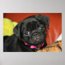 Suche nach schwarzer mops poster Niedlich