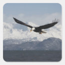 Suche nach adler im flug aufkleber Tierwelt