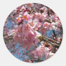 Suche nach kirschblüte blüte aufkleber Blumenreich
