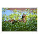 Suche nach entlein poster Natur