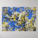 Recherche de cherry blossom posters Cerise