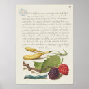Recherche de belle illustration Vintage