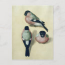 Recherche de oiseau mort cartes postales Albrecht
