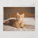 Suche nach müde katze postkarten Katzen