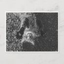 Recherche de meow cartes postales Mignon