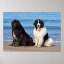 Suche nach neufundland hunde poster Glücklich