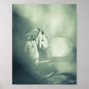 Recherche de perce neige posters Galanthus