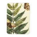 Recherche de insecte magnets Botanique