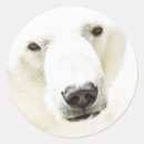 Recherche de carnivore autocollants Ours polaire
