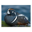 Suche nach vergrößert poster Natur
