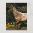 Suche nach appaloosa postkarten Stehend