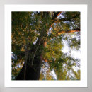 Suche nach tree poster Forest