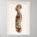 Suche nach vintage anatomie poster Arzt
