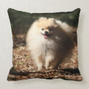 Recherche de spitz coussins Loulou