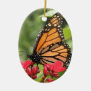 Recherche de papillon de monarque ornements Nature