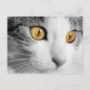 Suche nach weiße katzen postkarten Katzenliebhaber