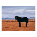 Suche nach schwarzes pferd poster Pony
