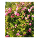 Suche nach blüte fotodruck Rose