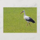 Suche nach storch und baby postkarten Schwangerschaft