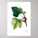Recherche de figues posters Vintage