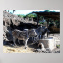 Suche nach zebras poster Lebensraum