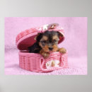 Suche nach lustige yorkshire terrier poster Haustier