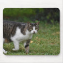 Recherche de félin tapis souris Chaton